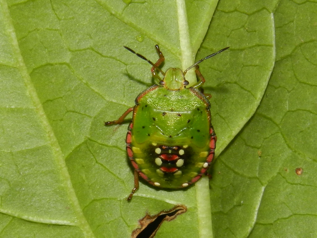 Nezara viridula fasi di crescita